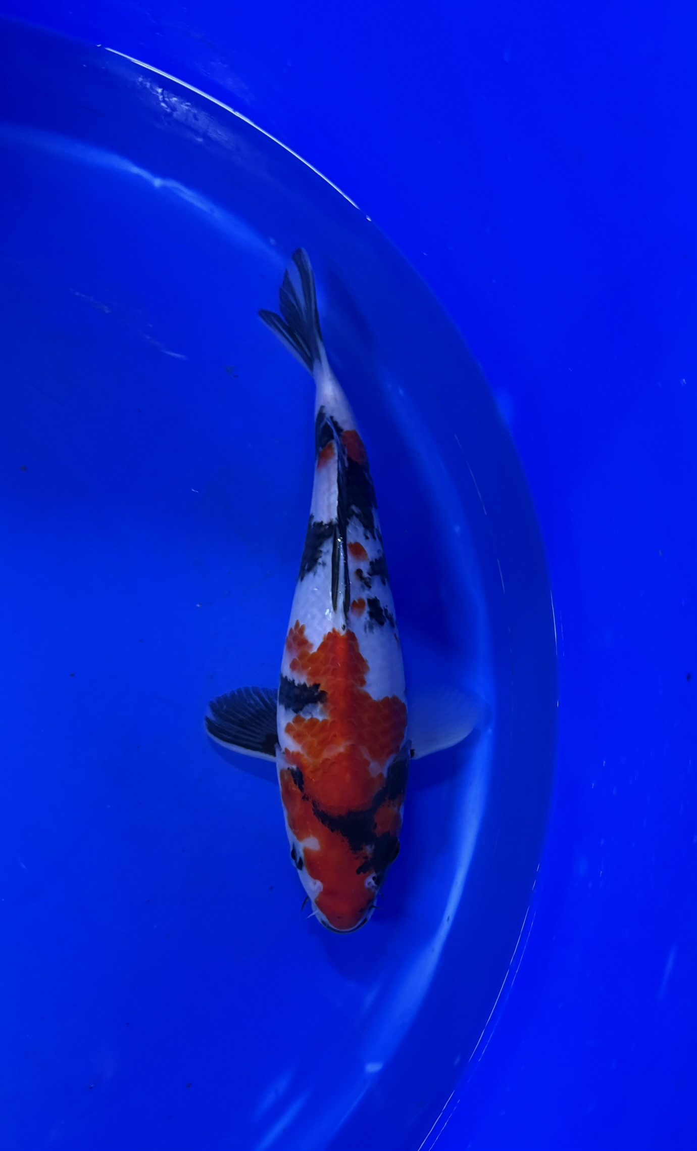 Aquatisch, Karper, Vis, Koi, Zeeleven