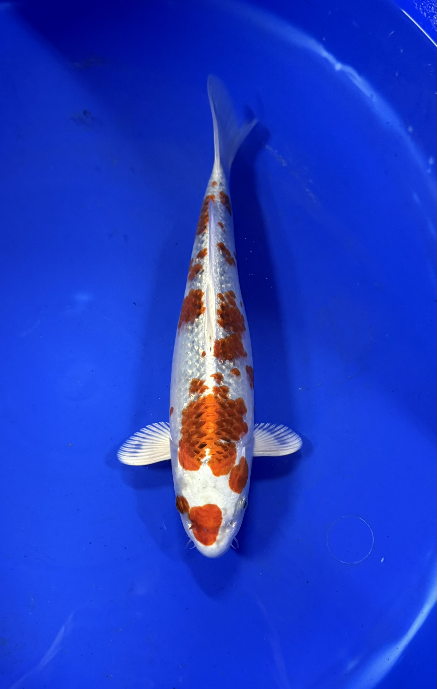 Aquatisch, Karper, Vis, Zeeleven, Koi