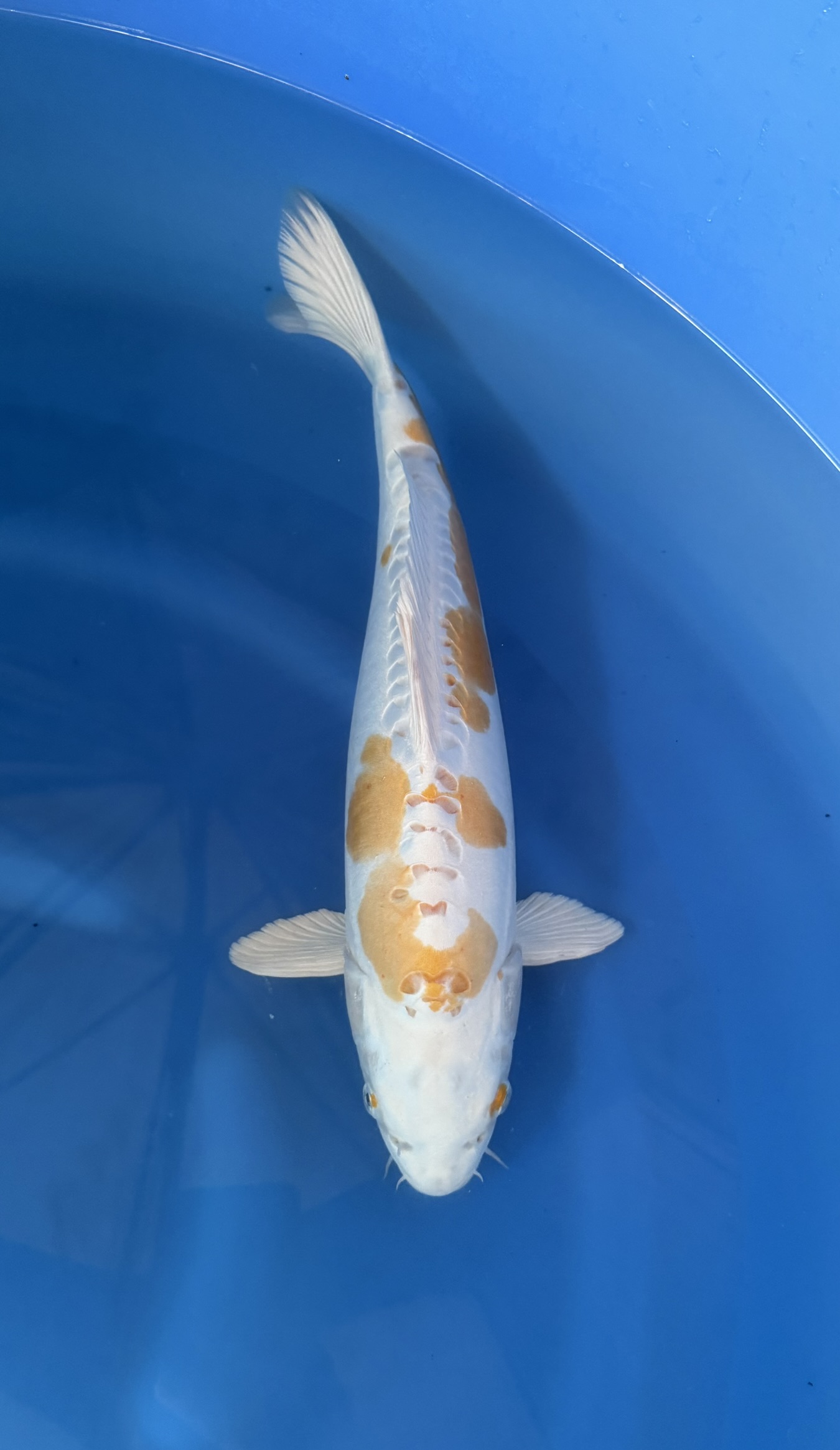 Vis, Zeeleven, Karper, Koi, Aquatisch