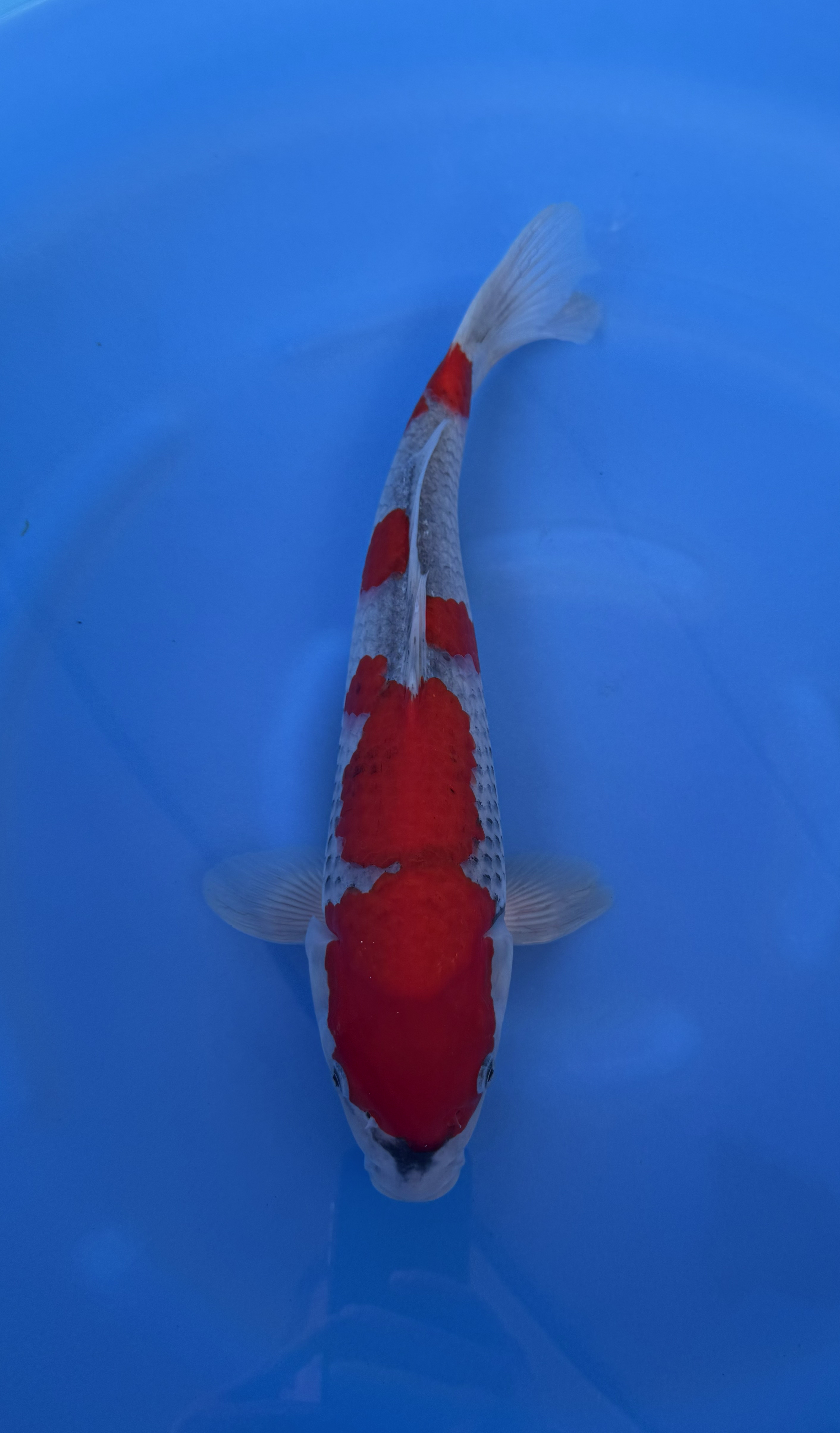 Vis, Zeeleven, Aquatisch, Karper, Koi