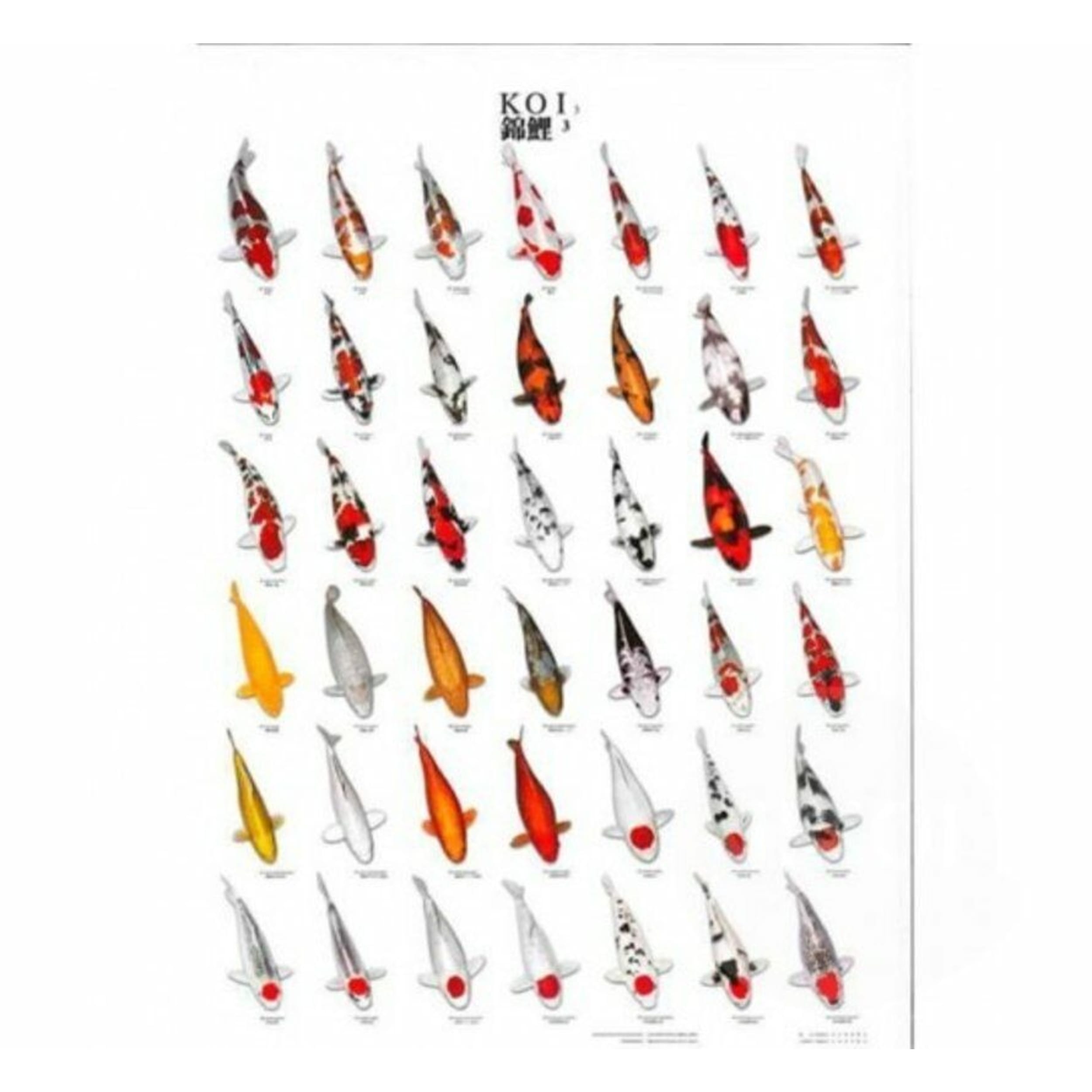 Superfish Koiposter Nr.3 A4 Gelamineerd - Leerzame Poster voor Koi-Vissen Herkenning afbeelding