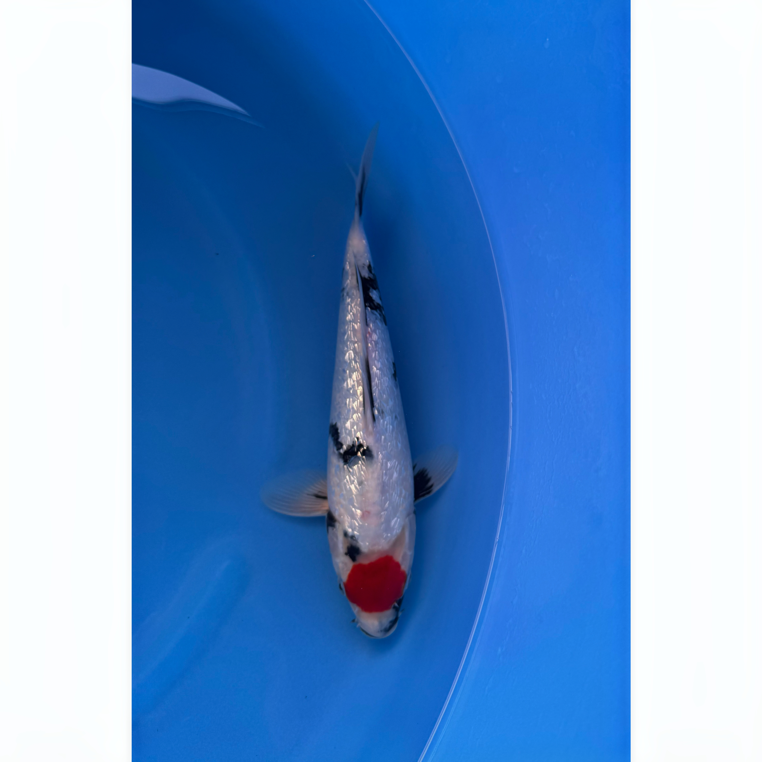 Kase - Nisai - Ginrin Tancho Showa - KOI-7261341