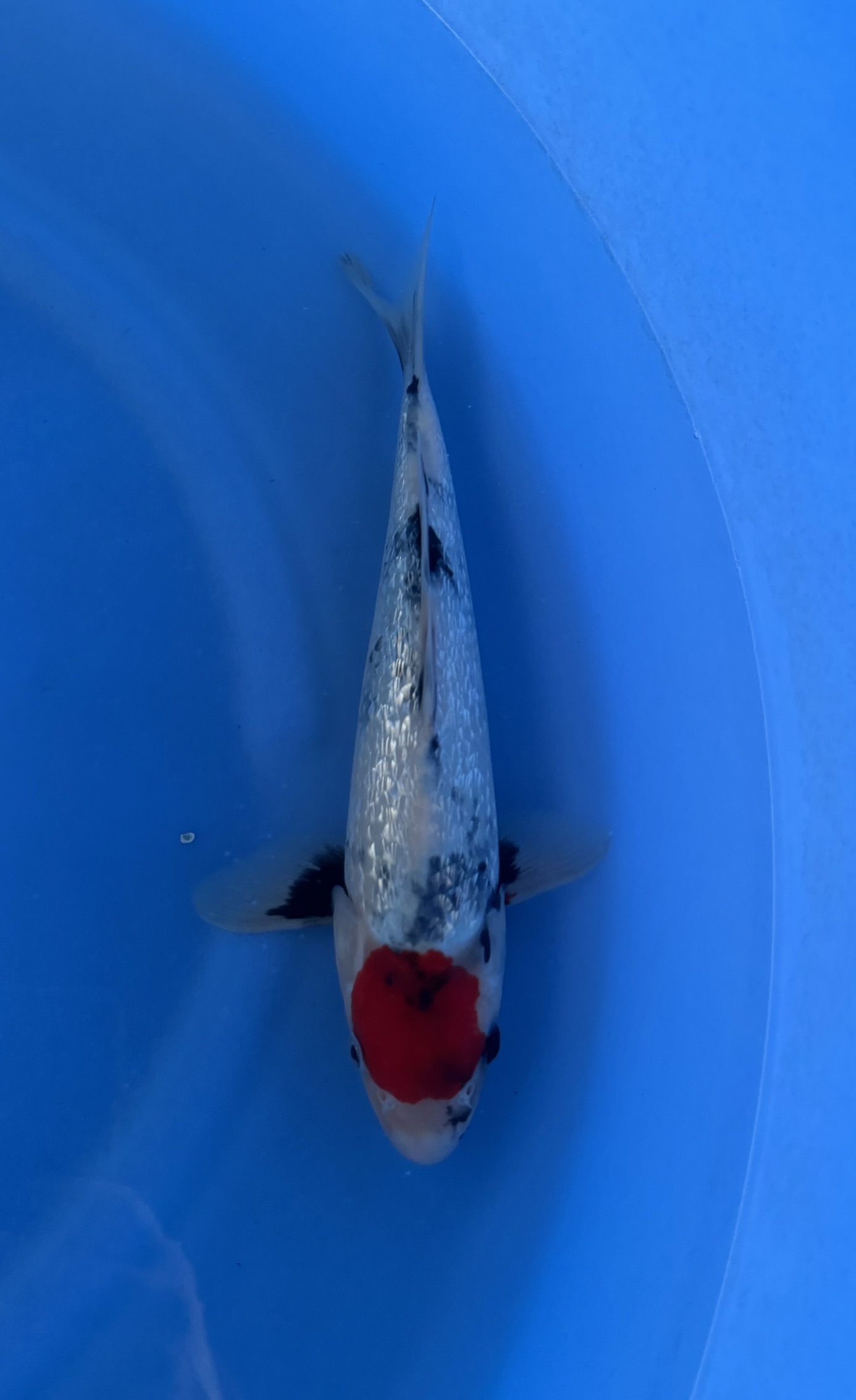 Dier, Karper, Vis, Zeeleven, Koi