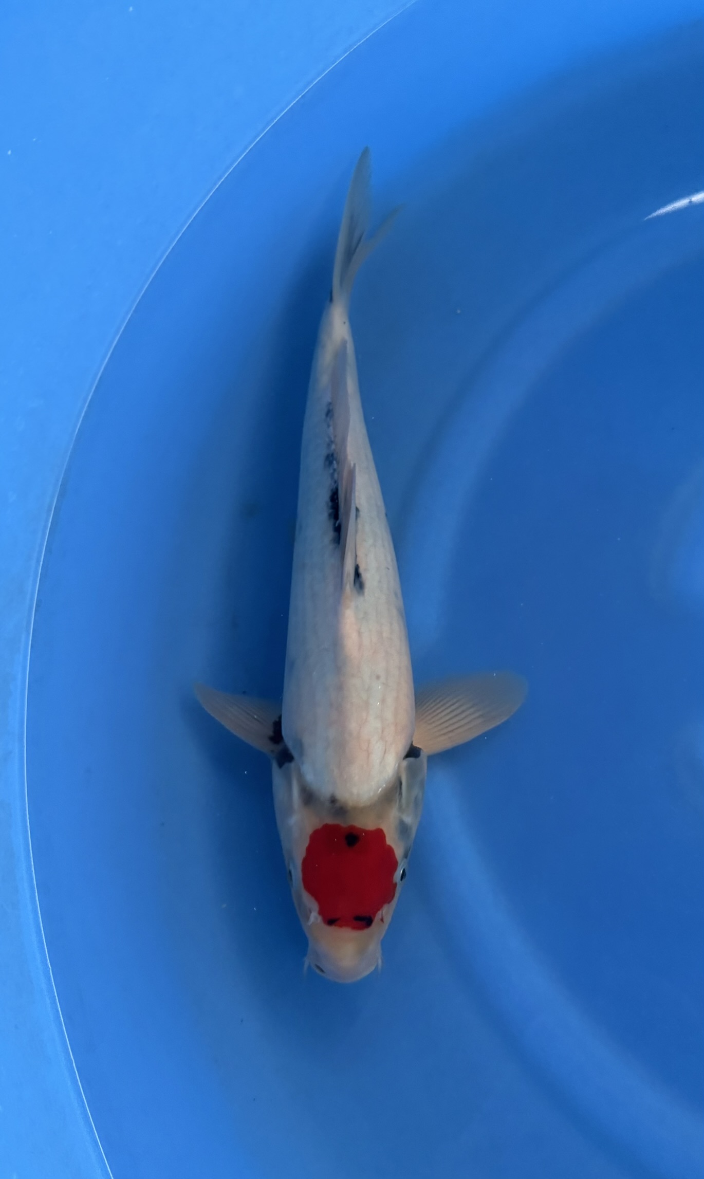 Karper, Vis, Zeeleven, Koi, Haai