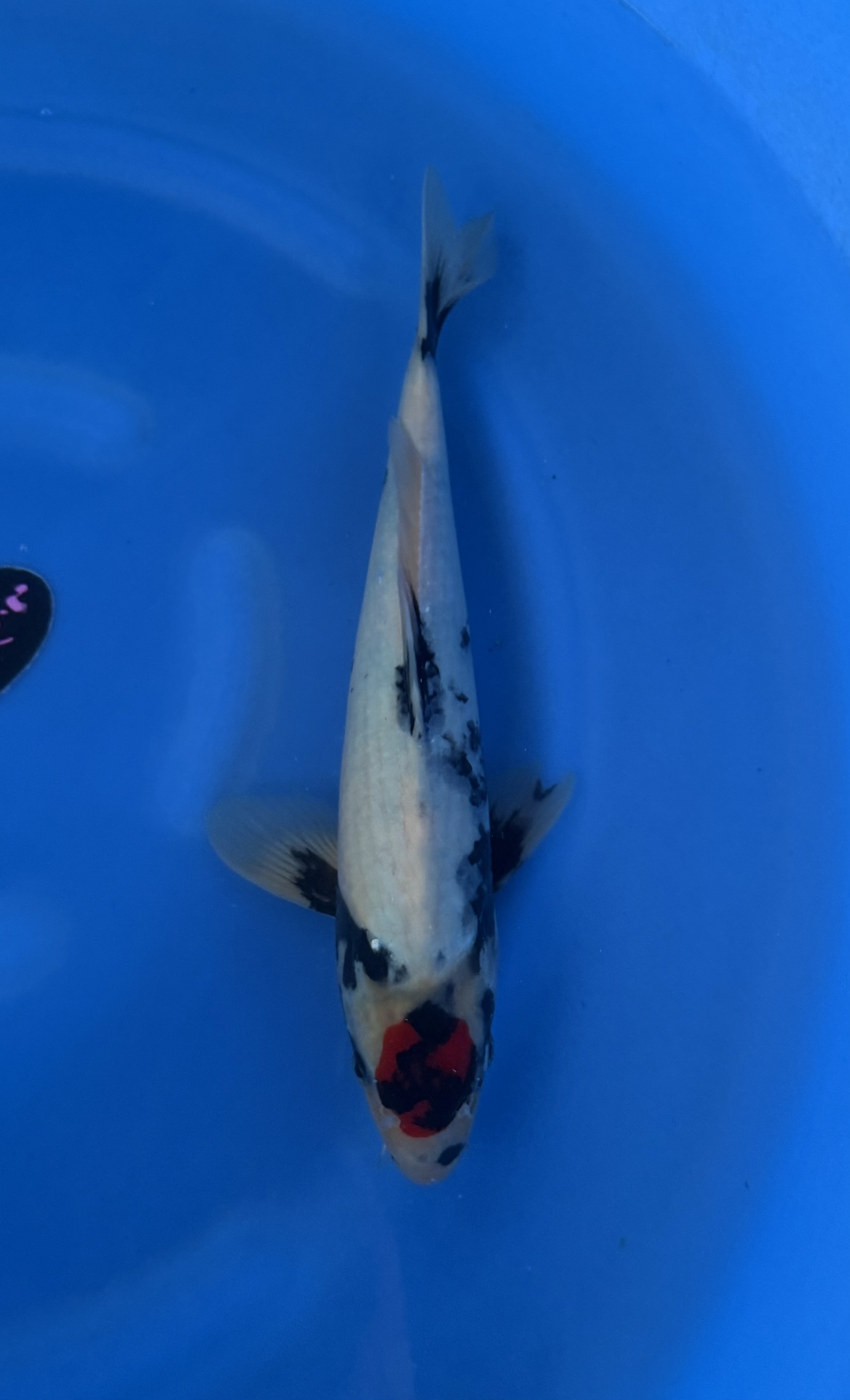 Aquatisch, Karper, Vis, Zeeleven, Koi