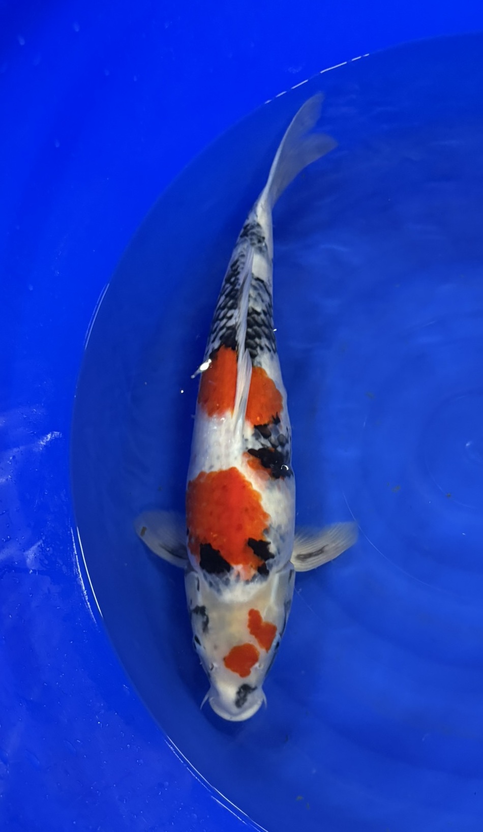 Marusei - Nisai - Showa - KOI-7260107