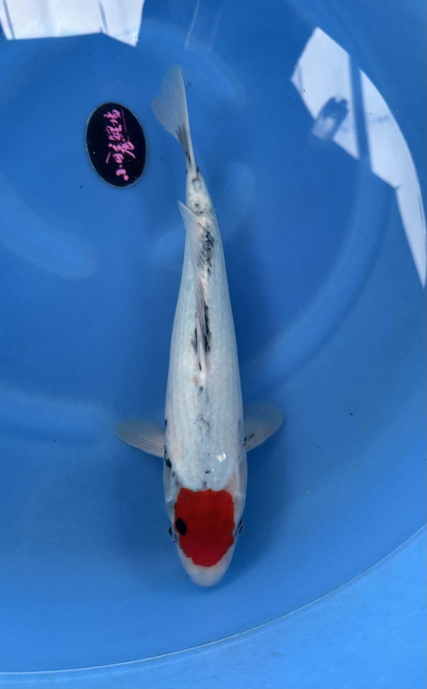 Aquatisch, Karper, Vis, Zeeleven, Koi