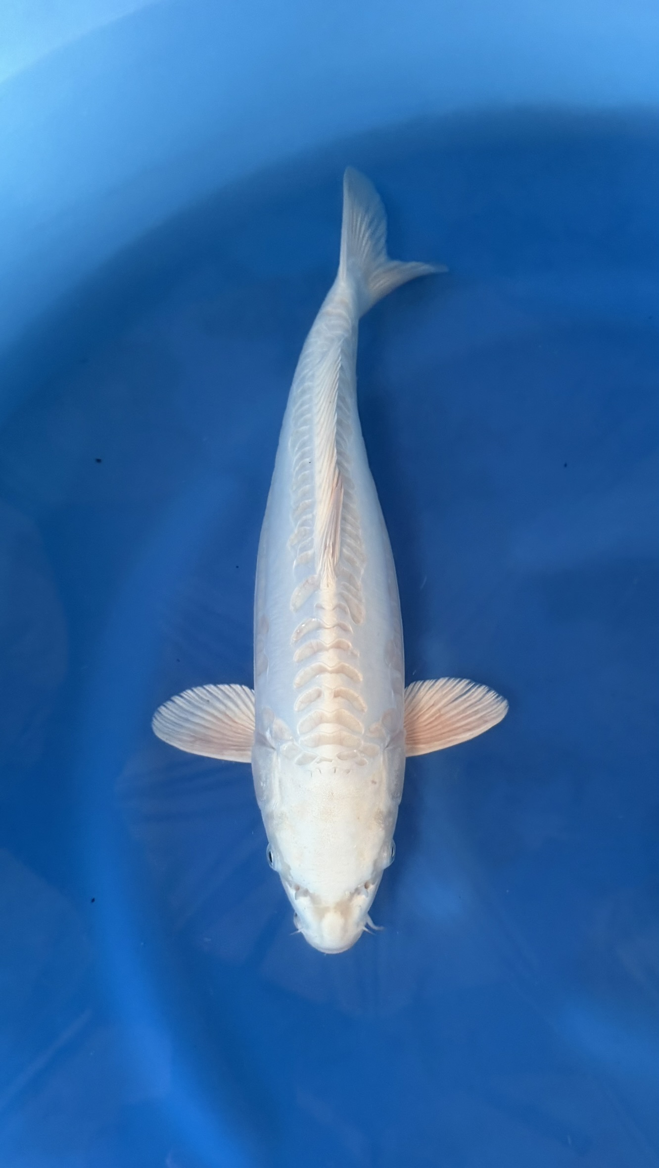 Dier, Vis, Zeeleven, Karper, Aquatisch