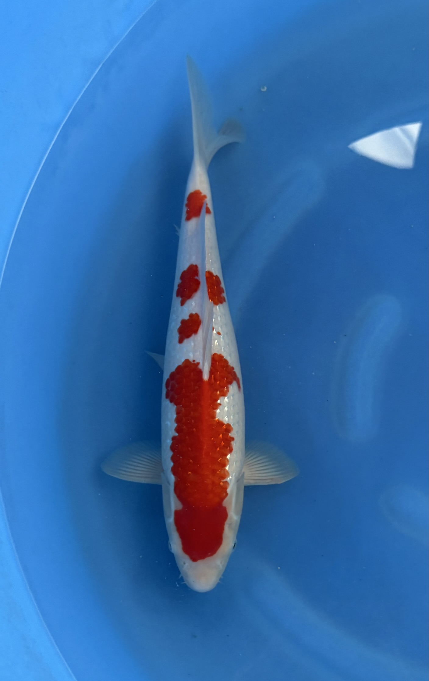 Dier, Vis, Zeeleven, Karper, Koi