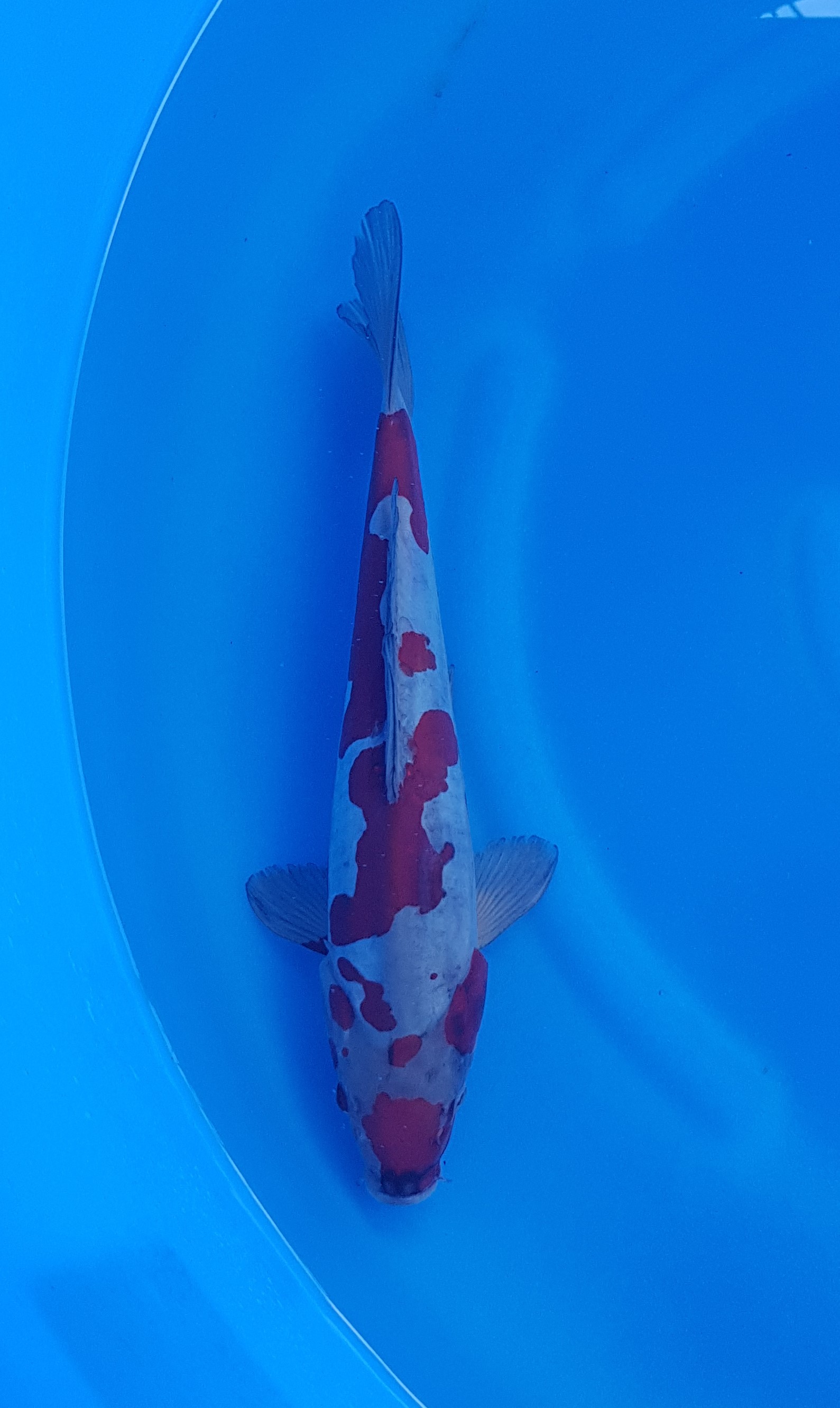 Koda Nisai Doitsu Ochiba KOI-62044