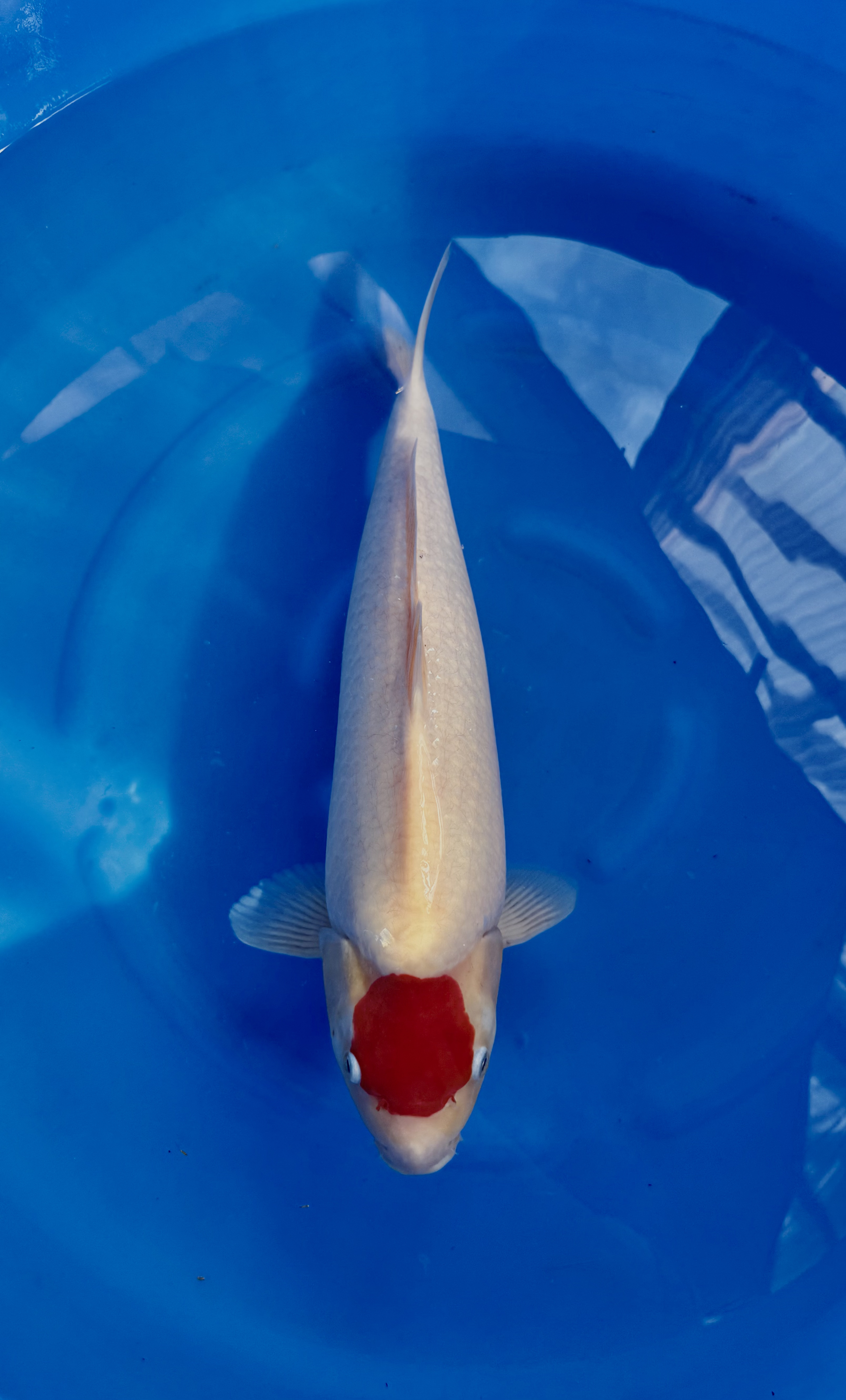 Yagoro - Nisai - Tancho Kohaku - KOI-7261823