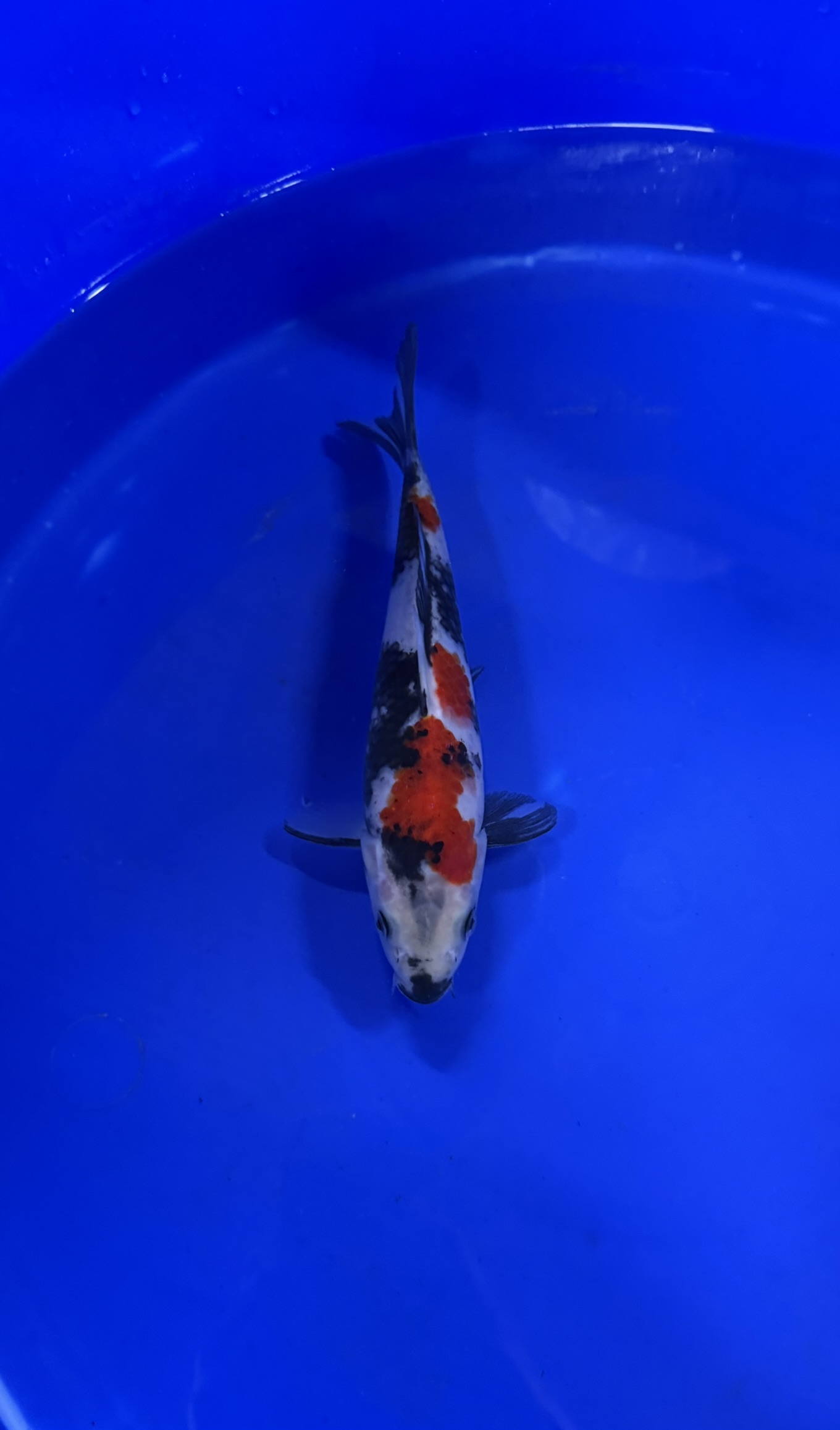 Vis, Zeeleven, Aquatisch, Karper, Koi