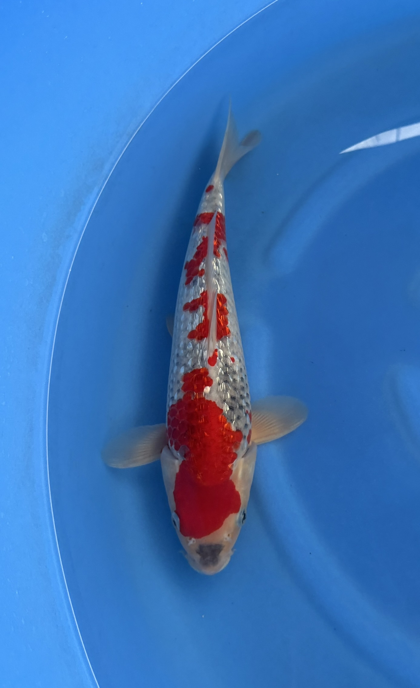 Dier, Karper, Vis, Zeeleven, Koi