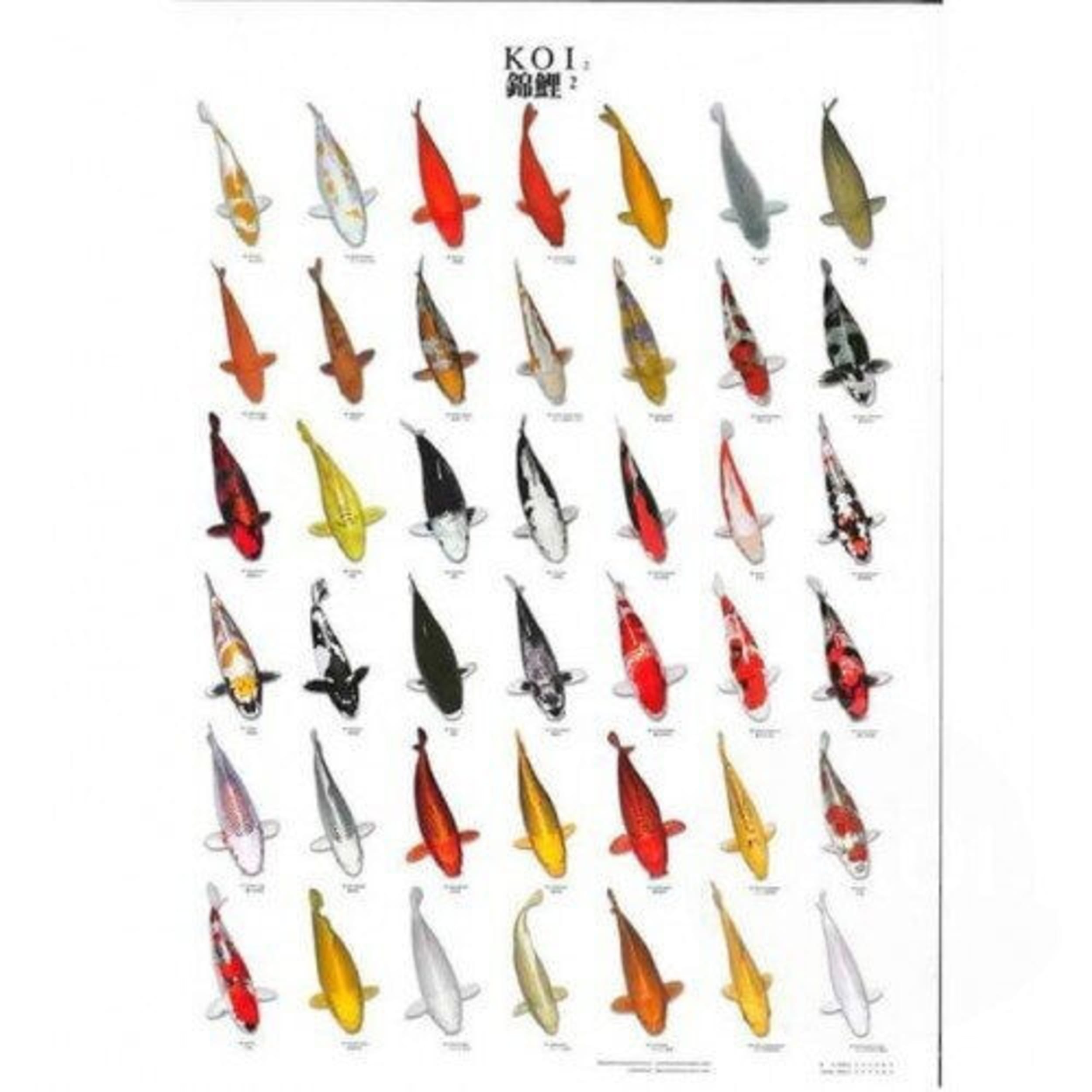 Superfish Koiposter Nr.2 - Educatief Grootformaat & Weerbestendig Gelamineerd Materiaal afbeelding