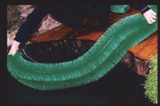 Eierafzetborstel - 130x14 cm - Paaiborstel